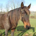 The Riage horse riding