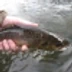 Willington & District Angling Club