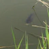 White House Farm Fishery