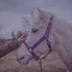 Spirit Horse