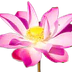 Ananda Sangha Bangalore- Kriya Yoga Meditation Centre