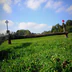 Concours de Hunter à Uxegney