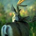 Outpost Escape Horseback Vacation Packages