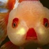 The Goldfish Bowl