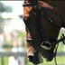 Westside Stables