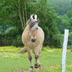 Stud D'auvine