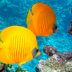 Underwater Pirate Club