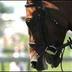 Westside Stables