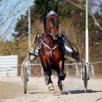 Harness Racing