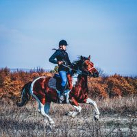 Horse Riding