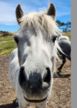 Jeu de cheval - Hobart horseplay