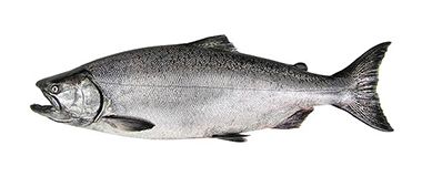 The West Coast Fishing Club