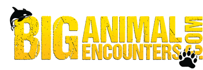 Big Animal Encounters