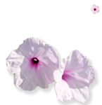 Basunti Retreat