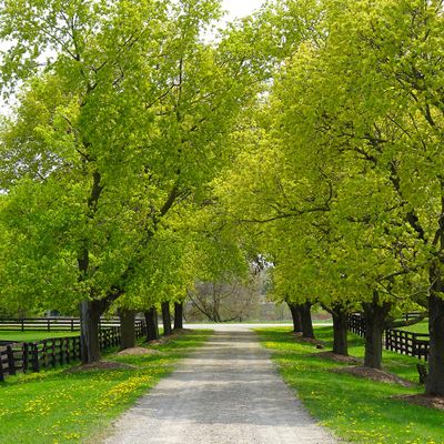 Waymark Farms Inc