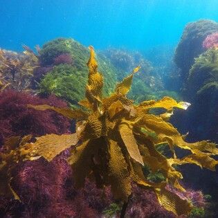 Dive Zone Tauranga