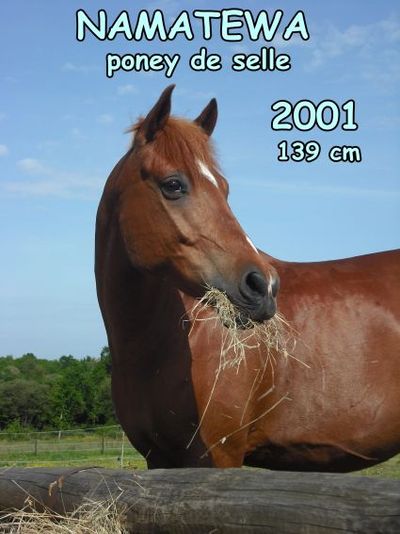 Pony Club Atoucrin