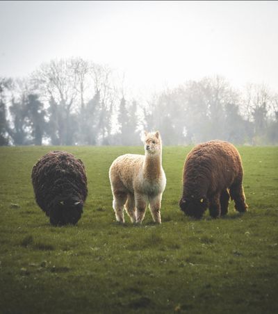 Clonfert Pet Farm Clonfert Pet Farm