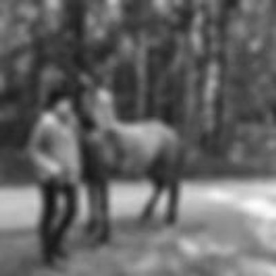 Horses With Holly