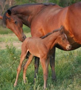 Bridlewood Riding Centre Bridlewood Riding Centre
