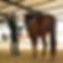School Squires Training Center Equestrian School Squires Training Center Equestrian