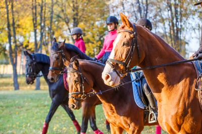 MW Horses