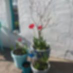 Birch Tree Yoga & Therapy Centre