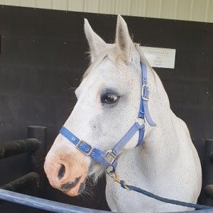 Riding For The Disabled