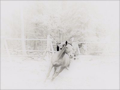 Alicorn Farm