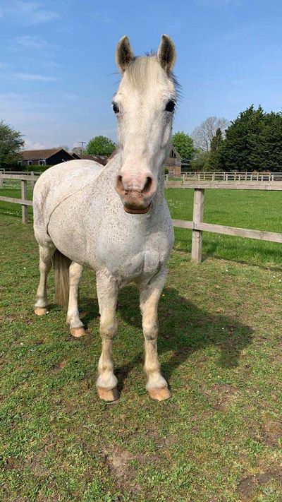 Hartwell Riding Stables Ltd.