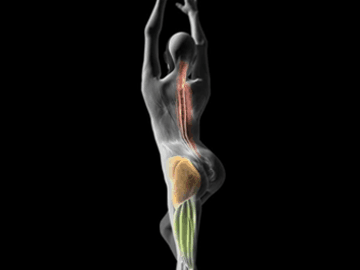 Pro-Align - Physio Pilates, Seniors Fitness Class, Pilates Physiotherapy