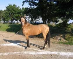 Stud D'uranie