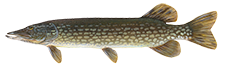 Predator Fishing Ireland