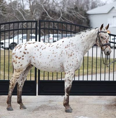 Tiara Equine