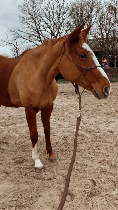 Poney Club Louveaux