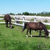 Legacy Equestrian