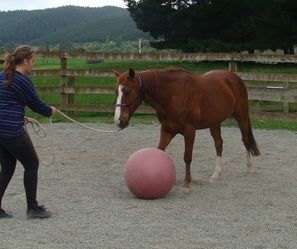 The Giggling Pony Equestrian Centre