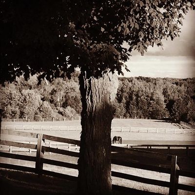 Weybread Hill Farm