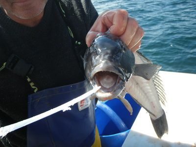 Tequila Fishing and Bird Watching Charters