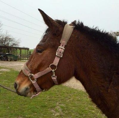 Stud Du Valentier