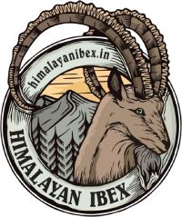 Himalayan Ibex kashmir Ski track trival