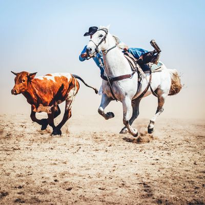 Campdrafting