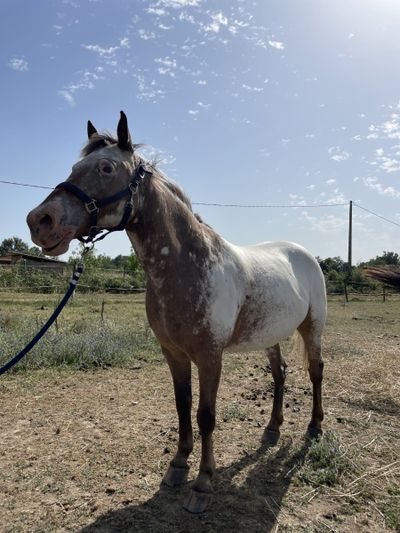Stud De Lorane