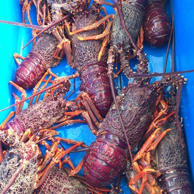 Cook Strait Fishing Charters