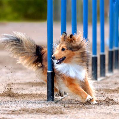 Dog Sports