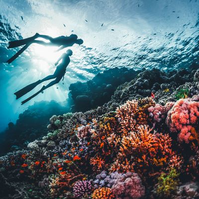 Scuba Diving