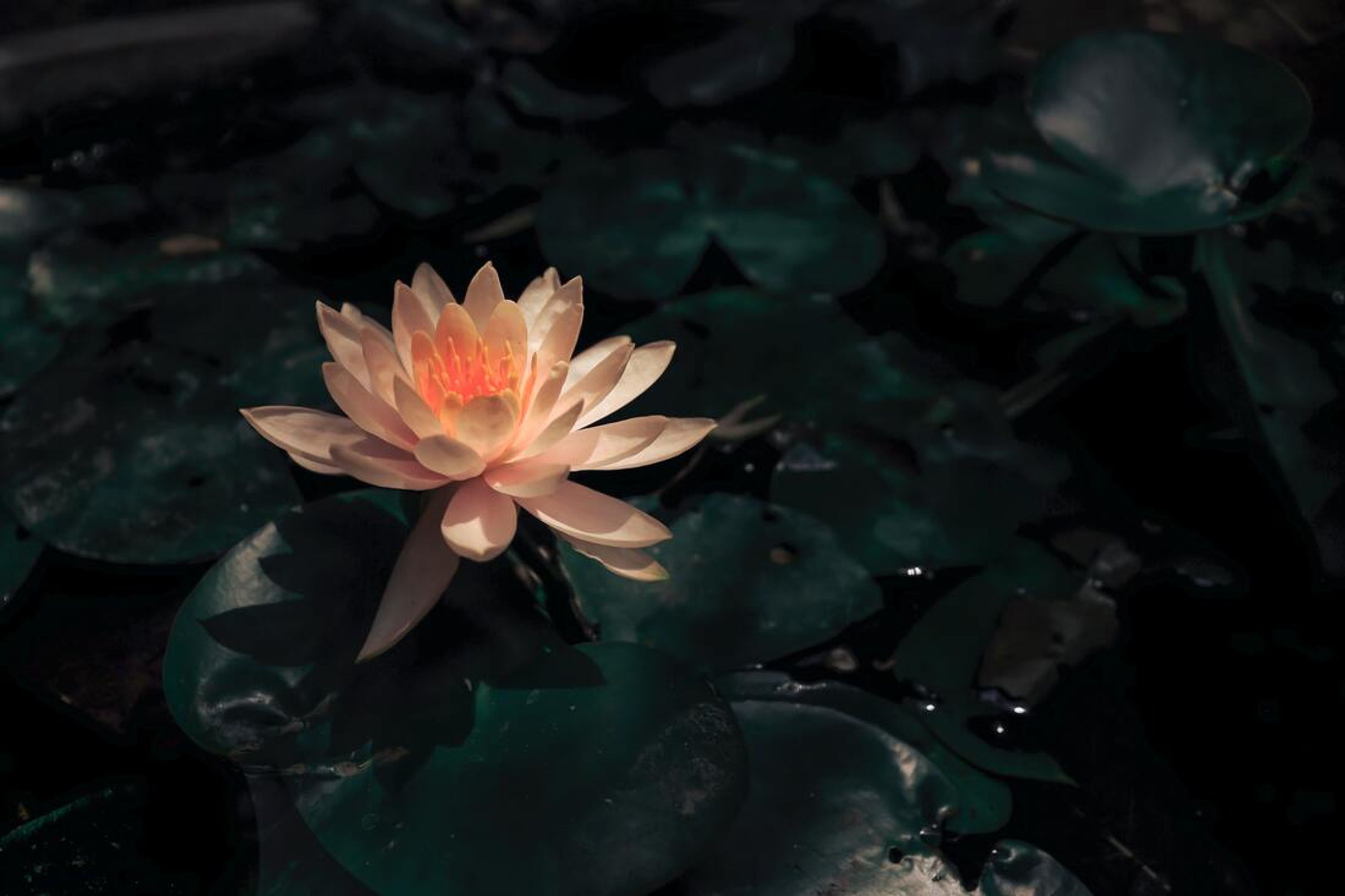 Namrata - Yoga - Massage - Yoga Training - Balfron