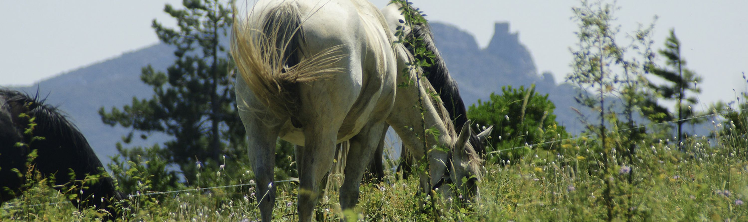 Cheval Cathare