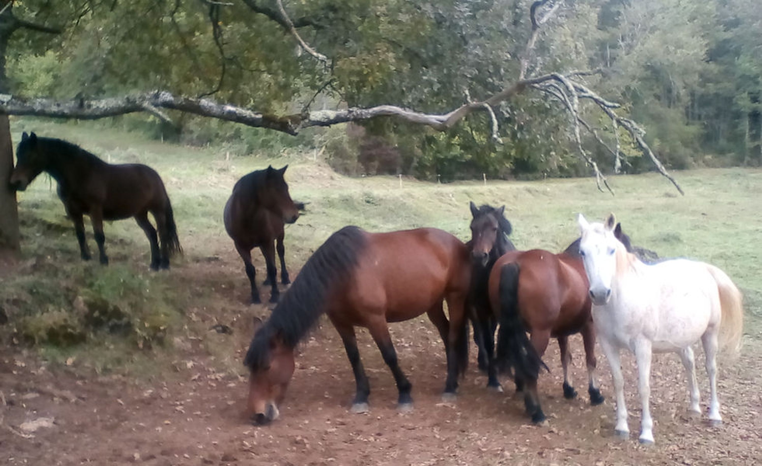 Association Equi'Libre