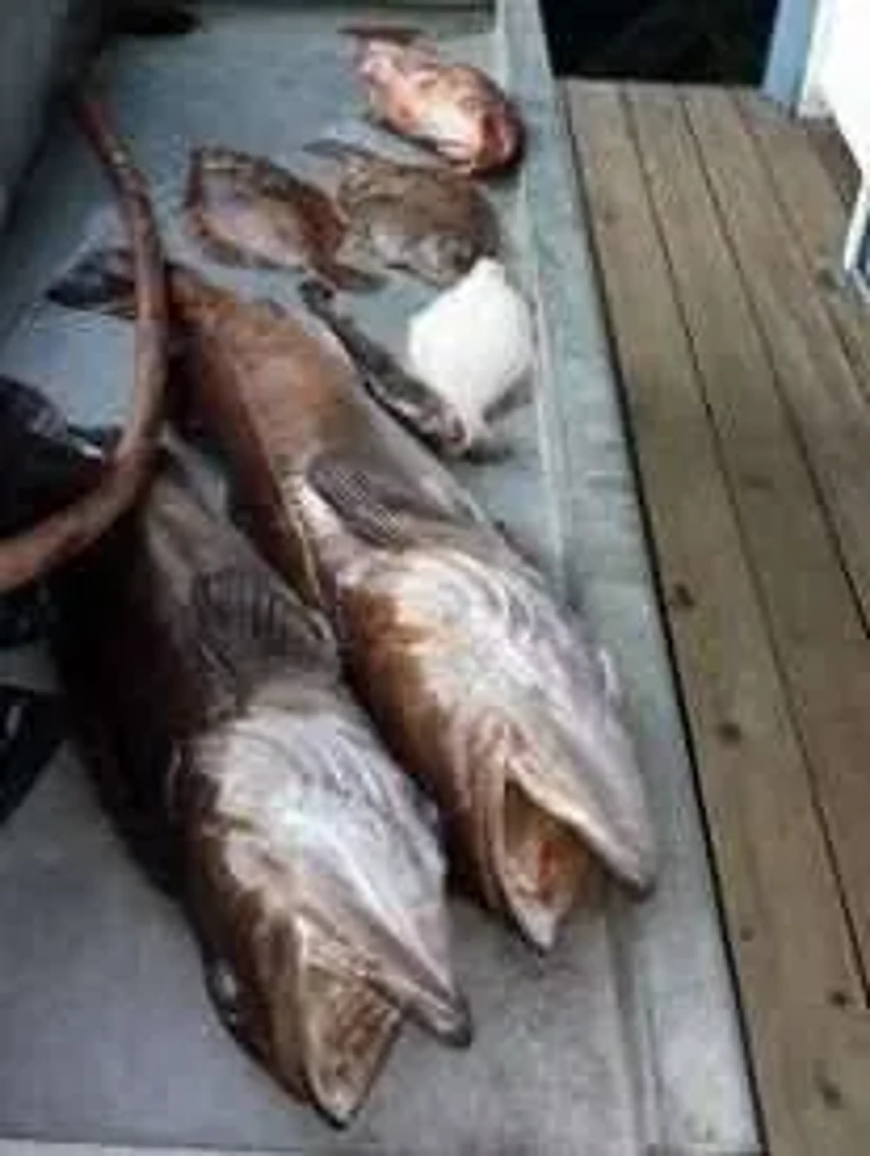 "Fish-On Charters"